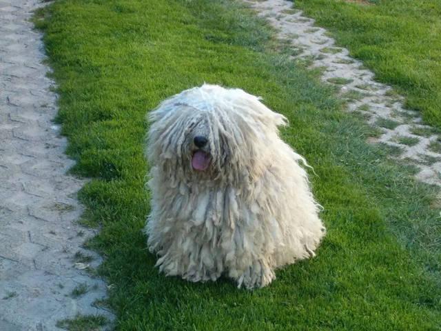 波利犬(波利犬图片)-豁天游|活田酉 一个专门分享有趣的信息，激发人们的求知欲。